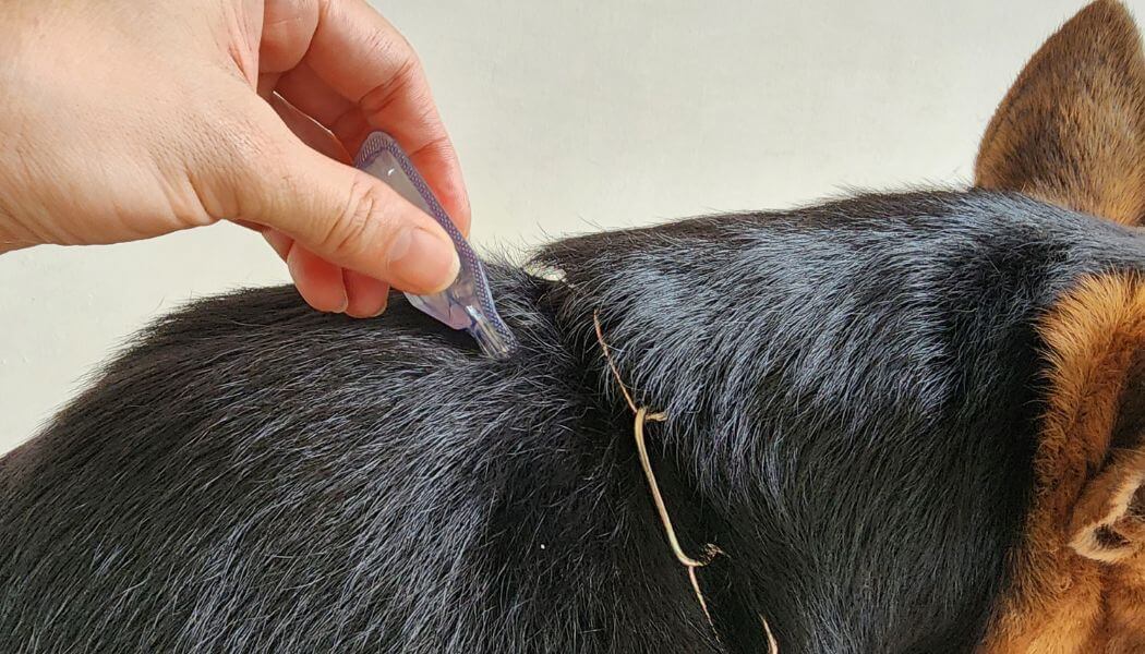 spot-on-präparat für hunde