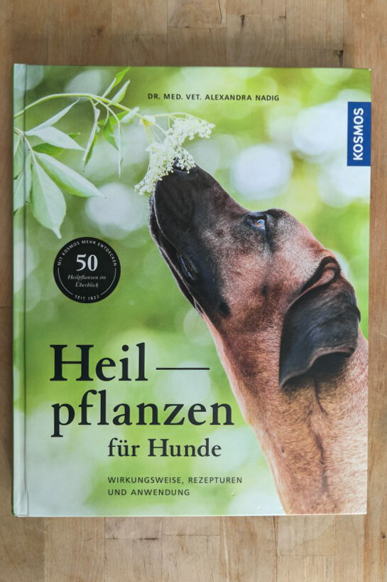 Hunde alternativ behandeln